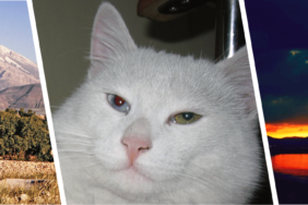 Van-Gibio-Sehir-Rehberi