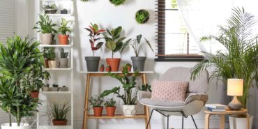 EV BİTKİLERİ NAZAR