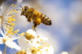 meme kanseri - bal arısı