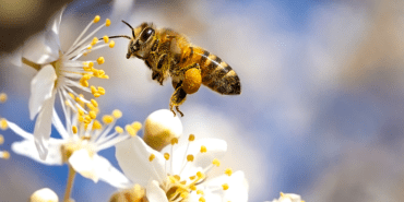 meme kanseri - bal arısı