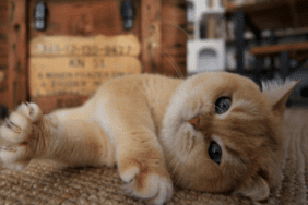 kedi