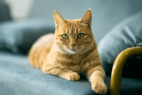 kedi