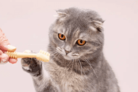 kedi